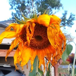 Meet your Posher, Ann